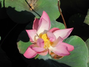 Lotus