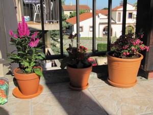 Trio de plantes