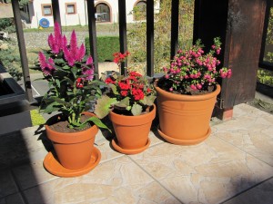 Trio de plantes