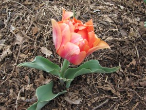 Tulipe du jardin