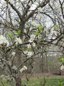 Cerisier en fleurs