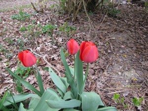 Tulipes rouges