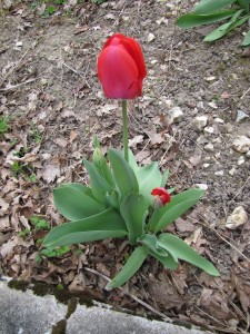 Petites tulipes