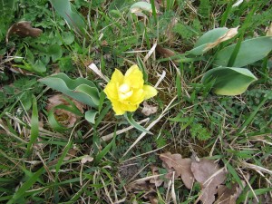 Tulipe jaune