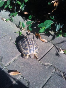 Tortue