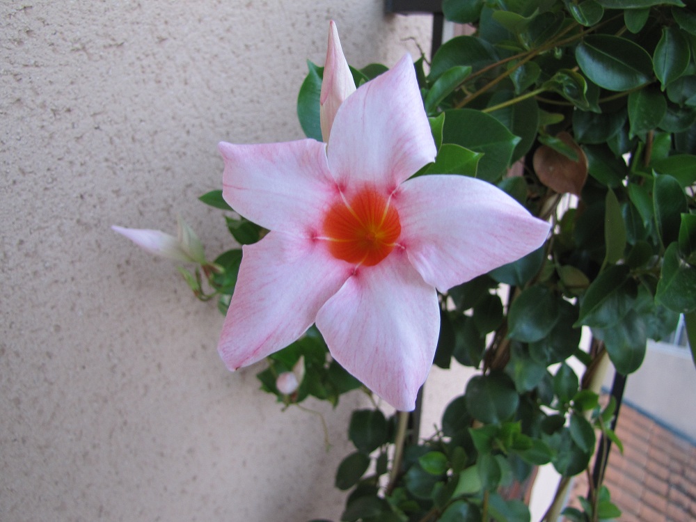 fleur de dipladenia