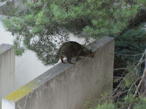 Roger le chat à l'affût