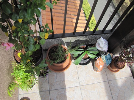 Balcon plantes