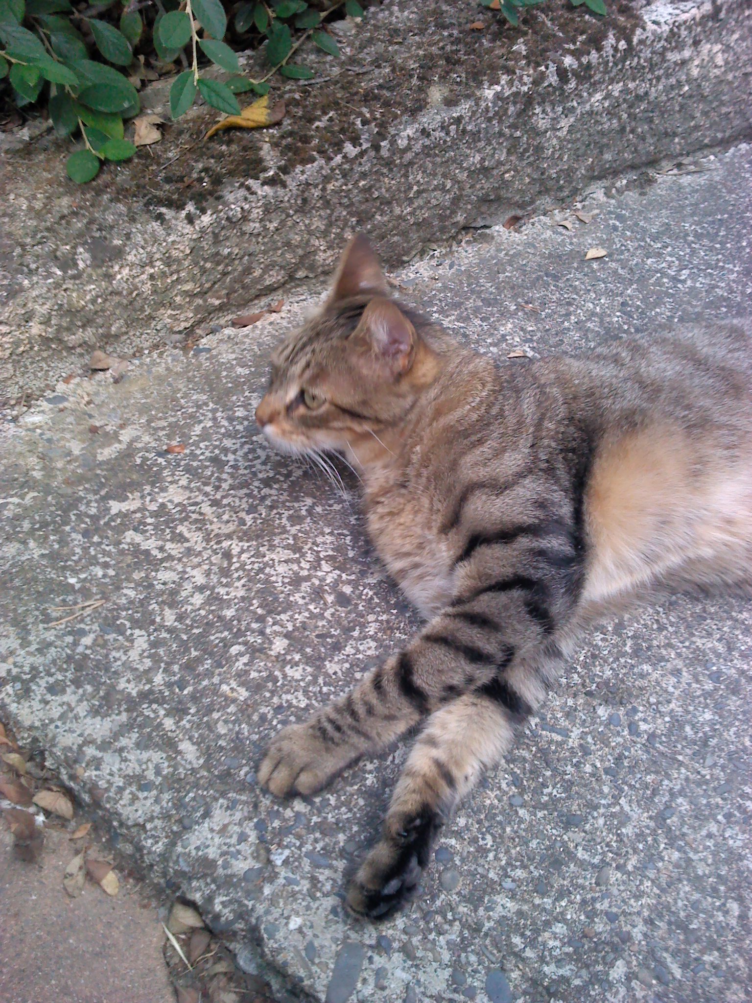 Câlin et gratouillis avec Roger