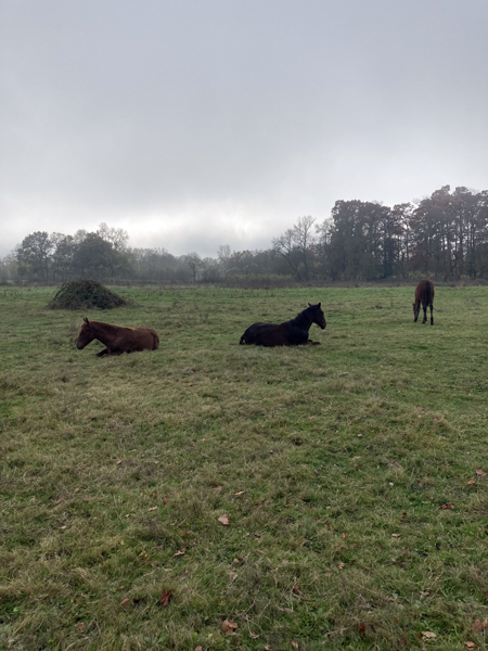 Chevaux du château par matin brumeux