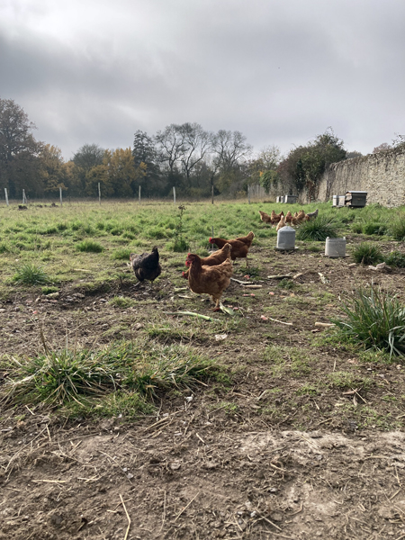 Les poules du château qui gambadent en extérieur