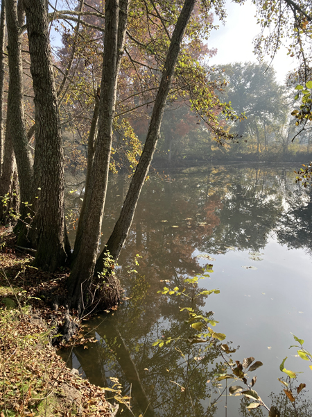 Cours d'eau de forêt en automne