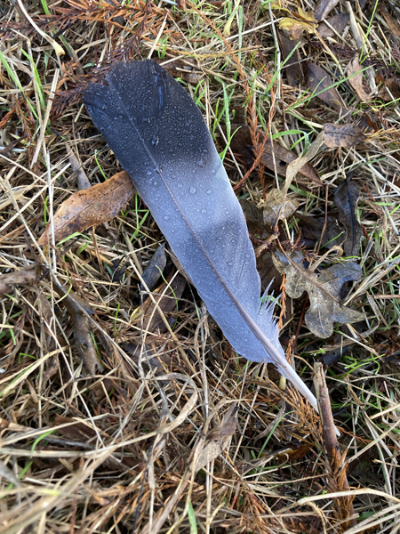 Plume d'oiseau avec de la rosée sur sol de forêt