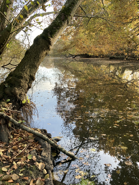 Cours d'eau dans la forêt en automne