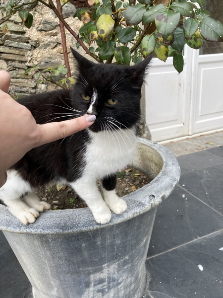 Boop sur la truffe du chat du château