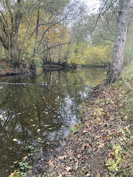 Cours d'eau de forêt en automne par temps clair