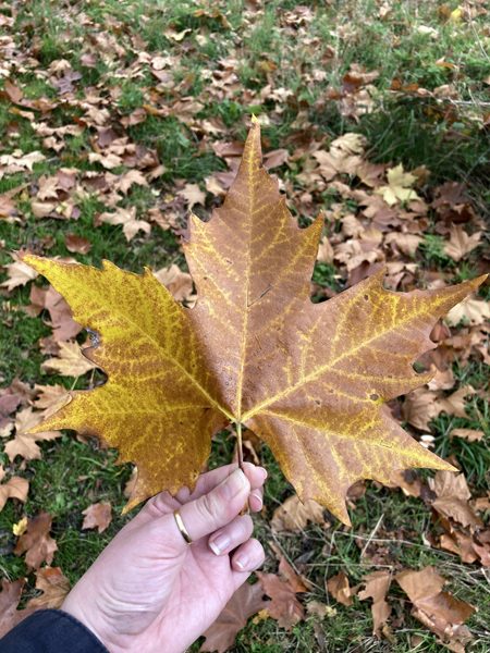 Grosse feuille d'érable en camaïeu de brun et ocre